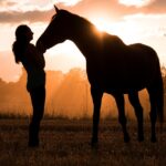 horse-3600323_1280